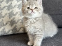 KEHRİBAR GÖZ BLUE TABBY BRİTİSH YAVRULARIMIZ HAZIR