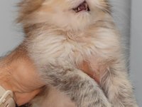 Scottish fold kedisi