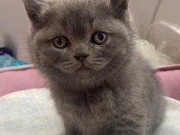 British shorthair yavru kedimiz yeni yuvasını arıyor