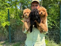 Maltipoo yavrular bir birinden tatlılar
