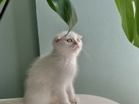 Safkan erkek scottish fold yavrularım sahiplendirilme hazır