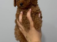 2 aylık yavru toy poodle