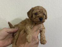 Güzel ve sağlıklı poodle bebekler