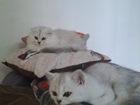 scottish fold british straight