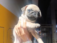 Erkek pug bebek tuvalet eğitimli
