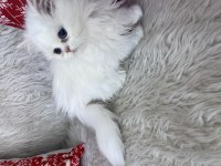 British longhair mavi göz dişi bebek