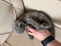2 mart doğumlu scottish fold yavru