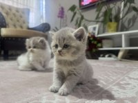 British Shorthair Yavrular