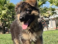 Ruhsatlı Köpek Çiftliğinden Alman Kurdu Yavruları