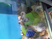 Yavru hamsterlar