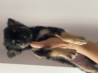 2 aylık Longhair chihuahua yavrumuz 