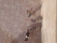 Yavru sokak kedileri