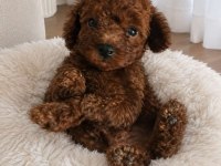 Toy poodle red brown bebeklerimiz yuvalarını arıyor