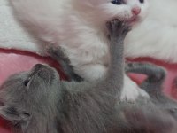 Sevimli british shorthair bebeklerimiz sahiplendirilecek