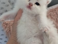 Silver ns11 dişi full şecereli british shorthair