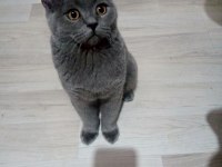Saf ırk british shorthair 6 aylık