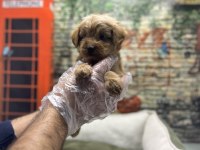 Maltipoo Red Erkek Yavrumuz @petclubadanaa