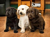 Labrador Retriever Bebeklerimiz Evinizin Neşesi Olacaktır