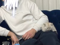 2 aylık british shorthair eşyalı