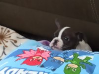 Son erkek french bulldog yavrum