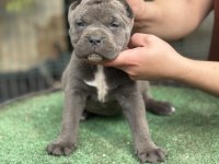 Dev anne babadan cane corso