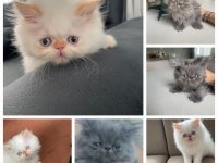 İran kedisi yavrularım yeni yuvalarını arıyorlar