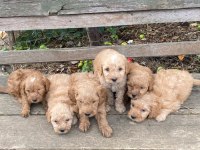 Maltipoo Yavrular Dsi Ve Erek Mevcut