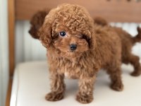 Show kalite tea cup kore poodle yavrularımız