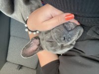 7 buçuk aylık oğlumuz OSCAR (FRENCH BULLDOG)