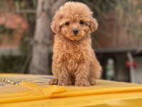 Poodle ayarında Maltipoo