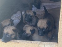 Maskeli Malinois Belçika Kurdu