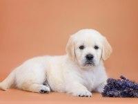 Golden Retriever Adrese Teslim Hizmetimiz Vardır