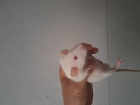 Rat Faresi Çift