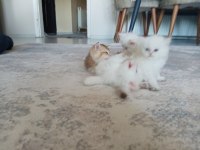 VCF şecereli uysal oyuncu british shorthair yavrular