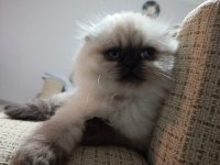 2 aylık scottish fold yavrumuz için
