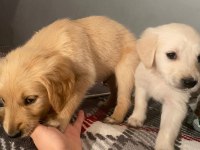 Bir dişi ve bir erkek golden retriever yavru