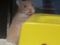 Hamster