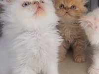 İran bebekler persian exotic ws