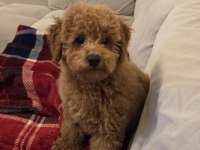 4.5 aylık erkek ped eğitimli aşılı toy poodle