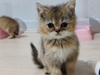 Golden 2 aylık british longhair dişi yavrular