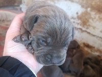 Orjinal blue cane corso italiano yavrular