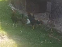 4+2 Hint tavuğu isteyene gider