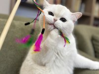 Silver Point Aşırı Güzel British Shorthair