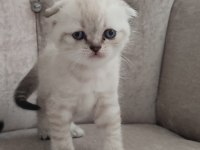 SCOTTİSH BLUE POİNT - SAĞLIKLI YAVRULARIMIZ