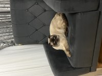 Yakışıklı scottish fold