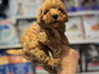SHOW CLLAS RED BRWON BEBEK YÜZ TOY POODLE YAVRULAR
