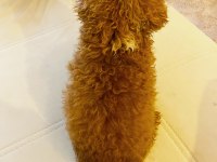 9 AYLIK DİŞİ TOY POODLE