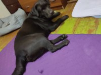 Labrador Retriever Yavruları Muhteşem Formda