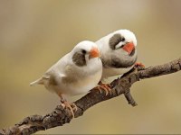 Zebra finch (hint bülbülü)