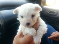 Maltese terrier yavruları